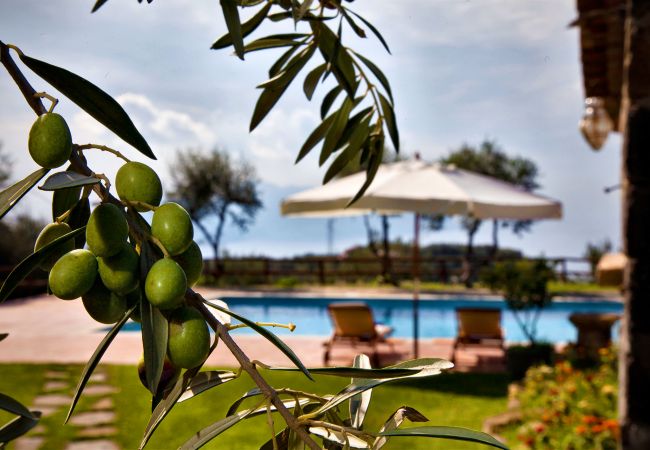 pool surrounded by olive trees, casale la torre, holiday apartments near sorrento, massa lubrense, italy