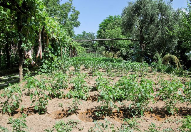 cultivated field, villa mellicata, massa lubrense, italy